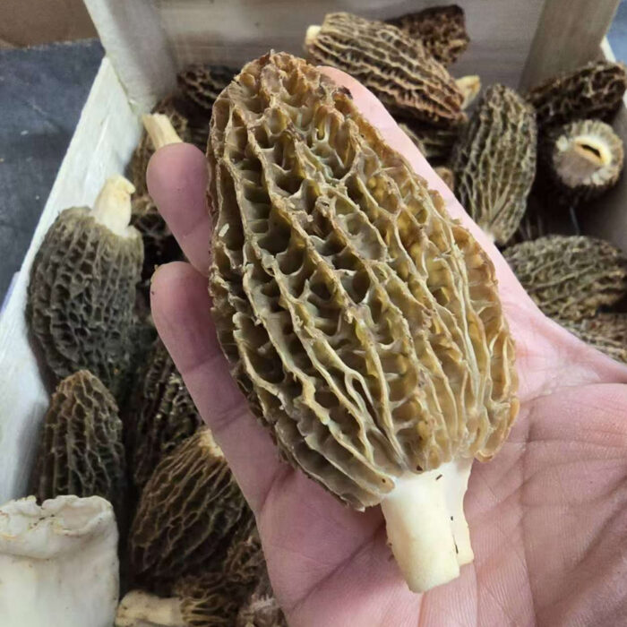 Morilles françaises fraîches – Image 2