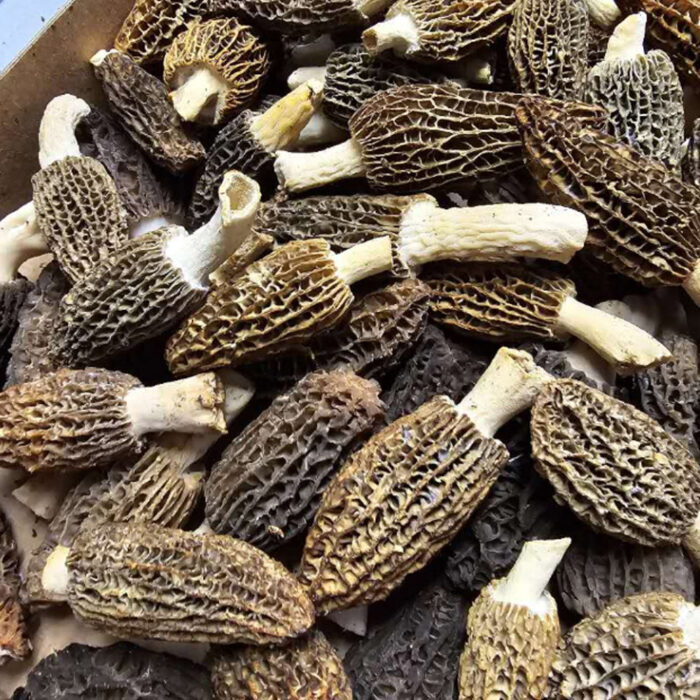 Morilles françaises fraîches – Image 3