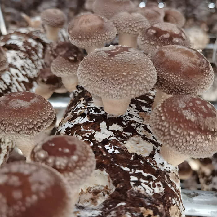 Mycelium sur grains de Shiitaké